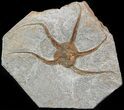 Ordovician Brittle Star (Ophiura) Fossil - Morocco #49208-1